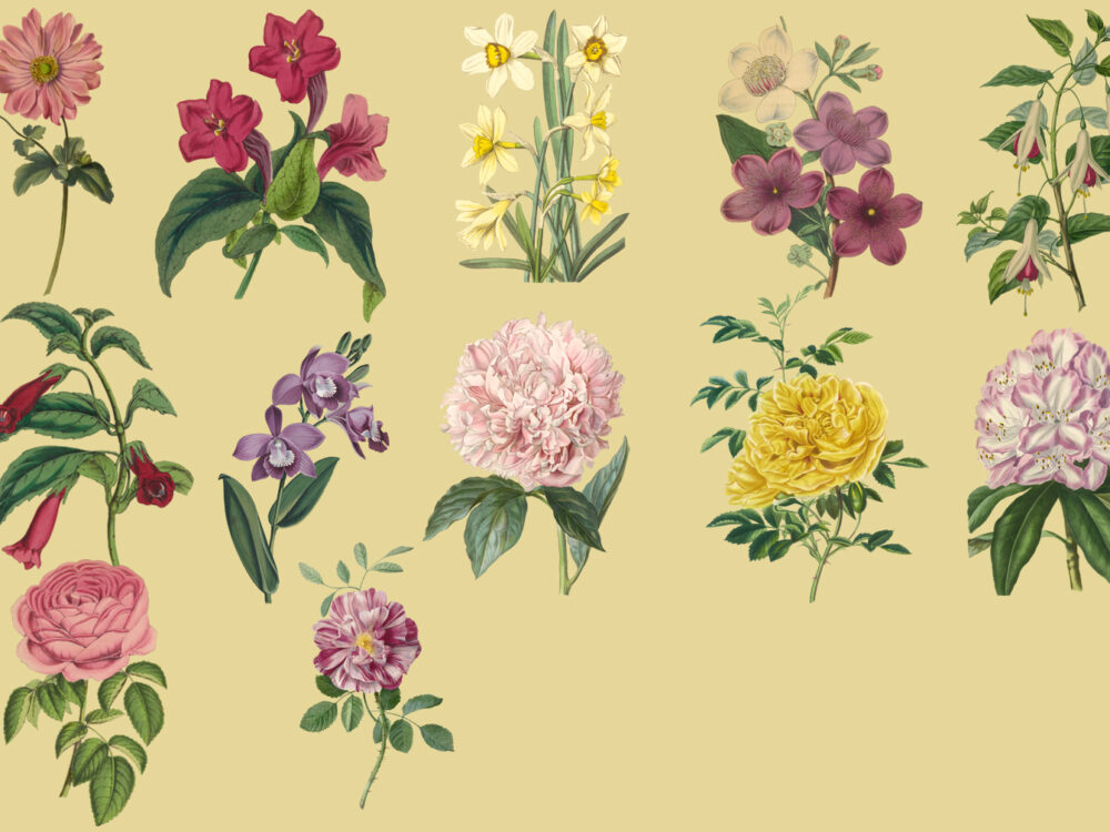 Vintage Herbarium Illustrations