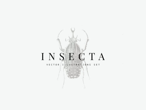 Insecta Vector Illustrations Set