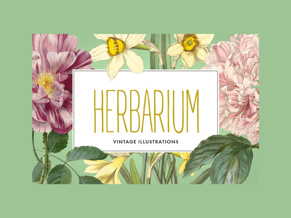 Vintage Herbarium Illustrations
