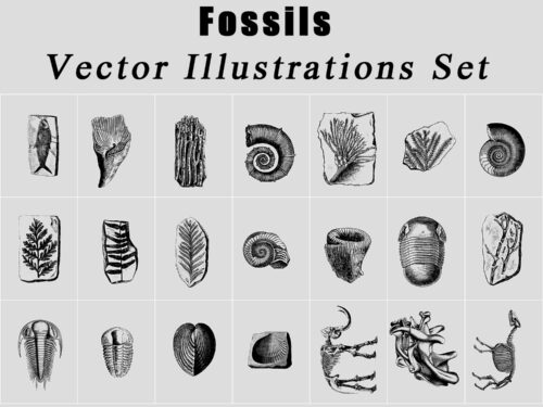 Fossils Vector Illustrations Set
