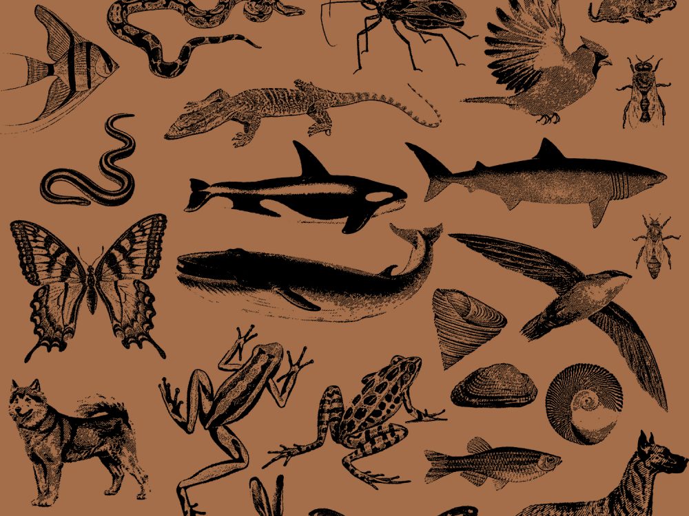 25 Vintage Vector Animals