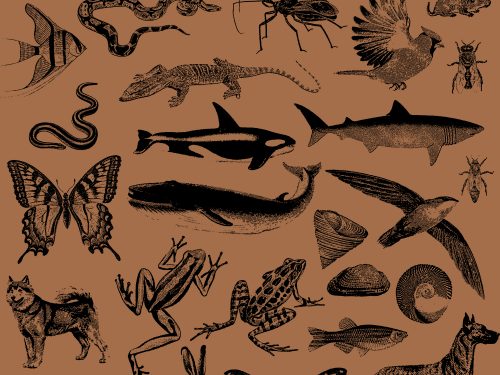 25 Vintage Vector Animals