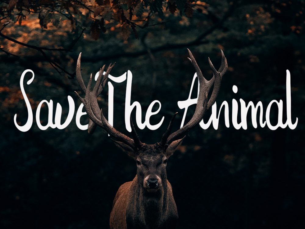 The Prague Handwritten Script Font