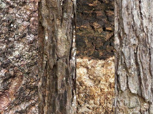 Tree Bark Texture Pack