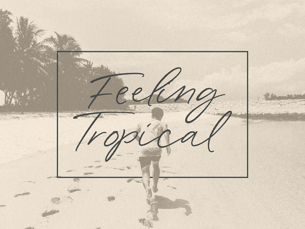 Wonder Bay Script Demo