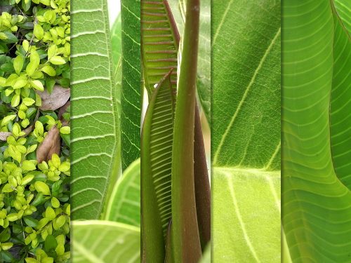 Hi-Res Leaf Textures Pack