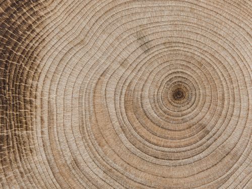 Beautiful Macro Wood Texture