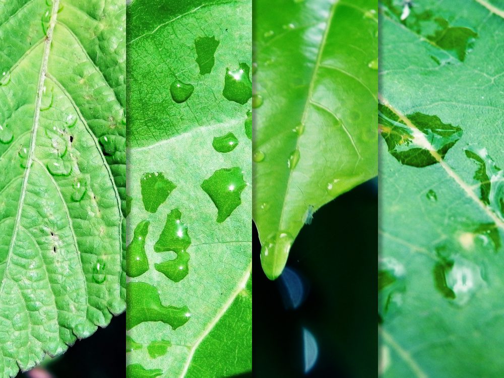 Fresh Green Leaves With Dew Drops Texture