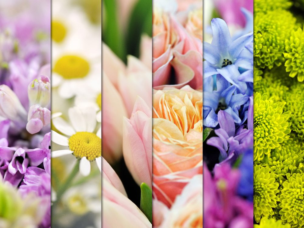 6 High Resolution Flower Backgrounds