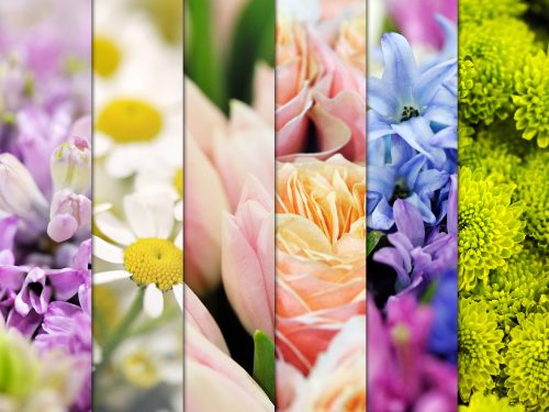 6 High Resolution Flower Backgrounds