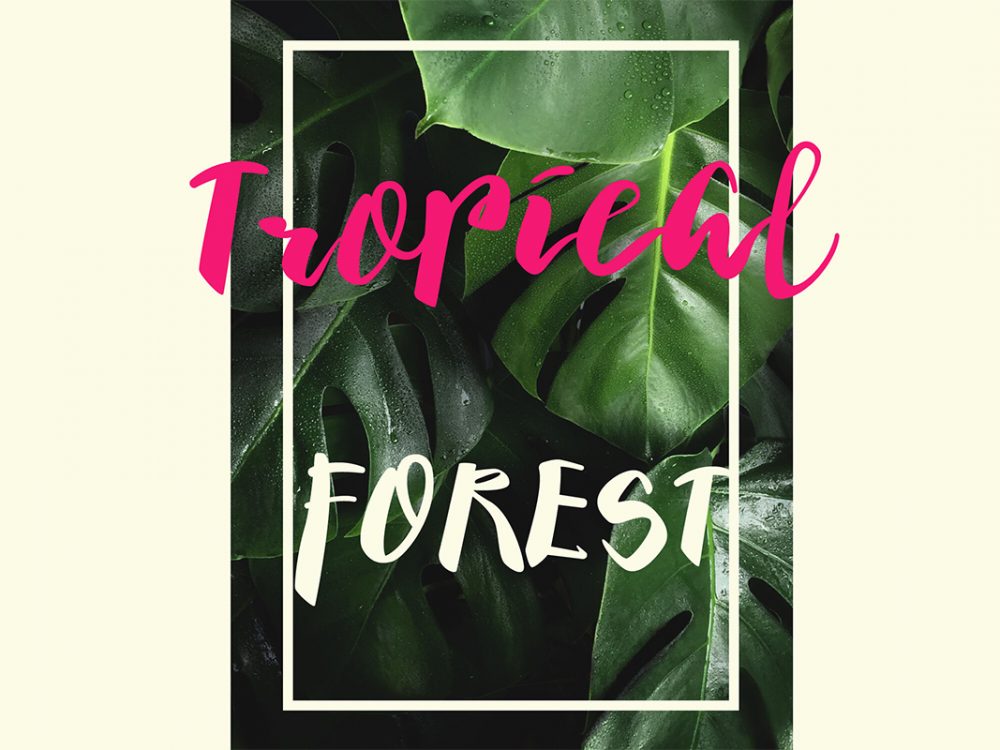 Barokatt Script Font