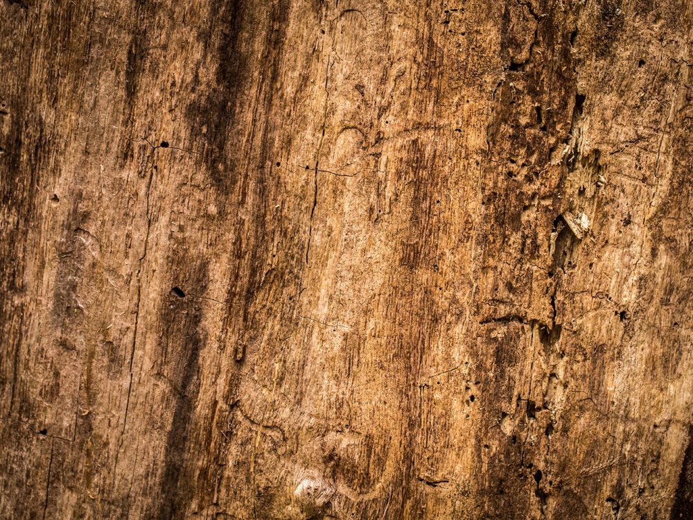 Natural Beautiful Old Wood Texture