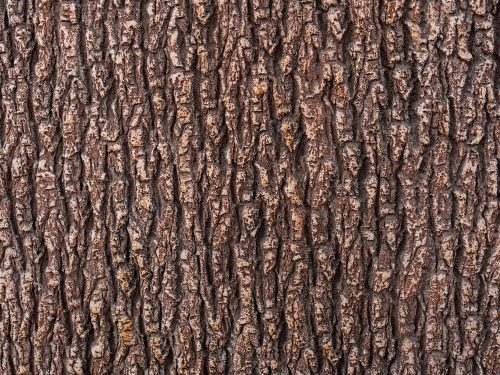 Brown Wood Texture