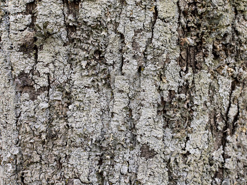 Brown Wood Texture