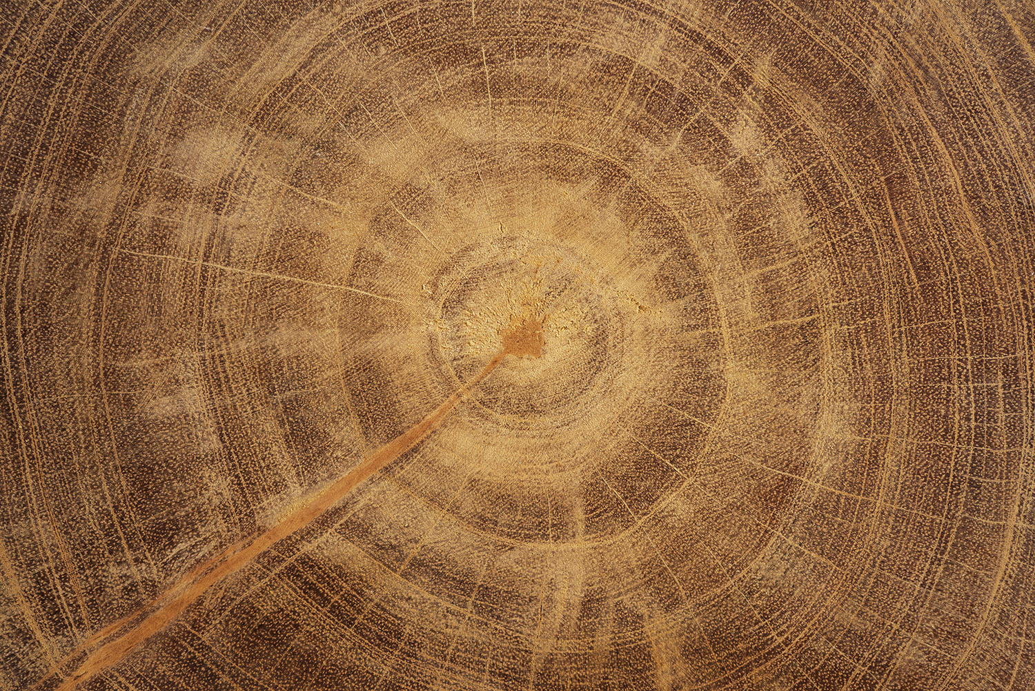 Волокна дерева текстура