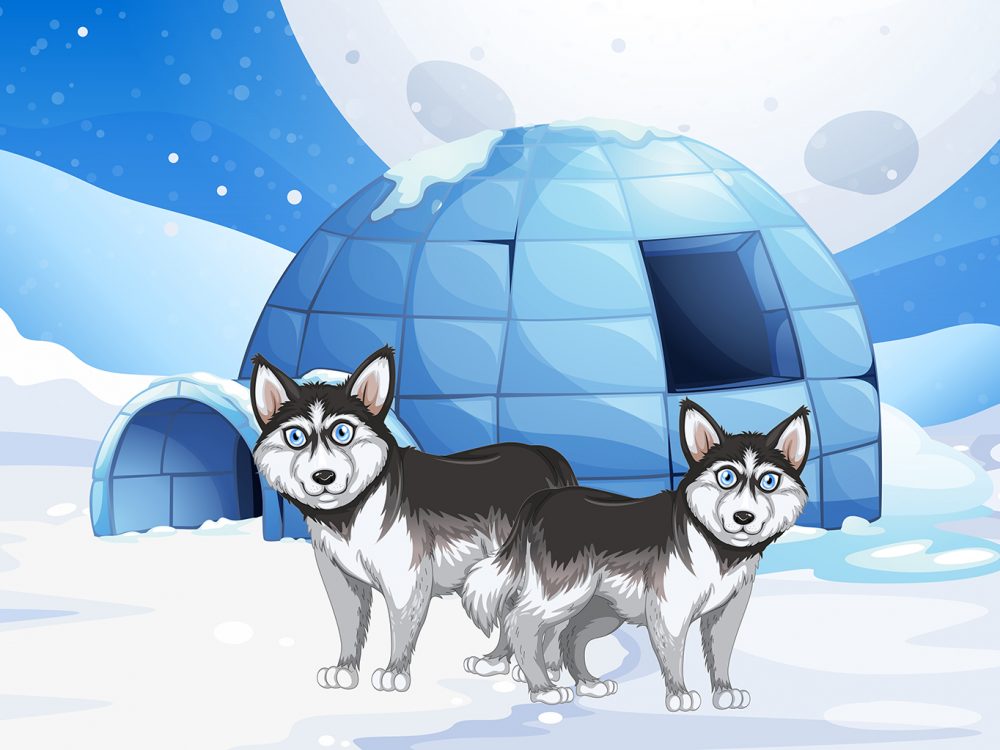 Syberian Dogs and Igloo Vector Illustration