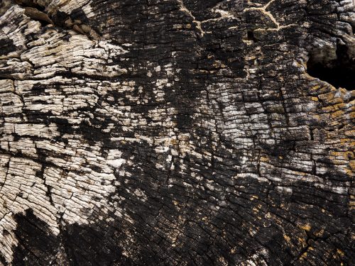 Brown Wood Texture