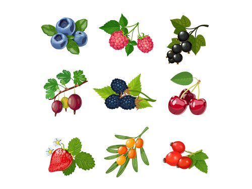 Fruit Vector Icons