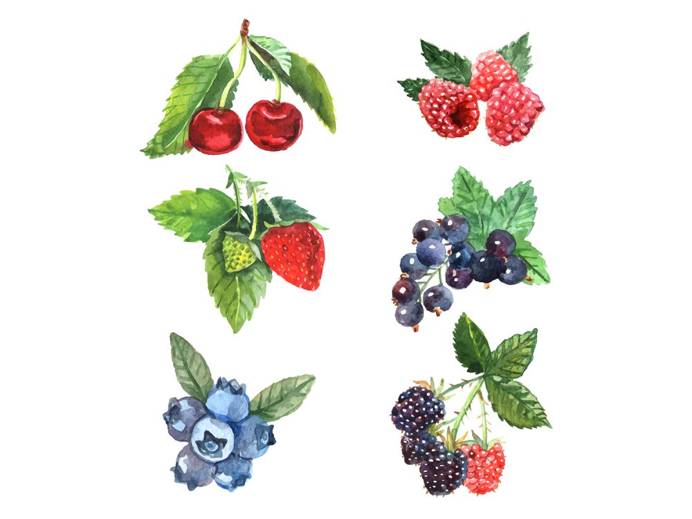 Fruit Vector Icons
