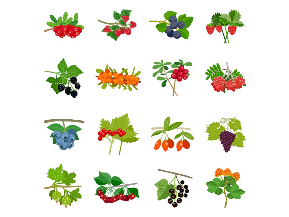 Fruit Vector Icons
