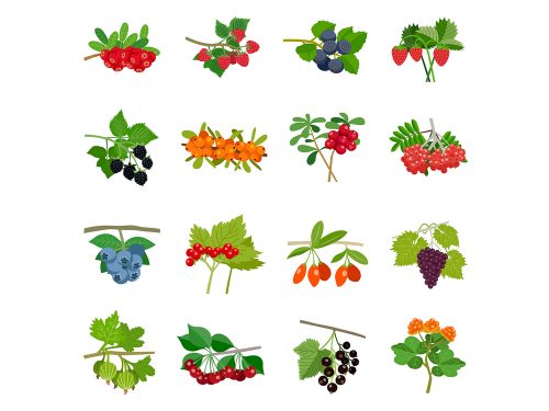 Fruit Vector Icons