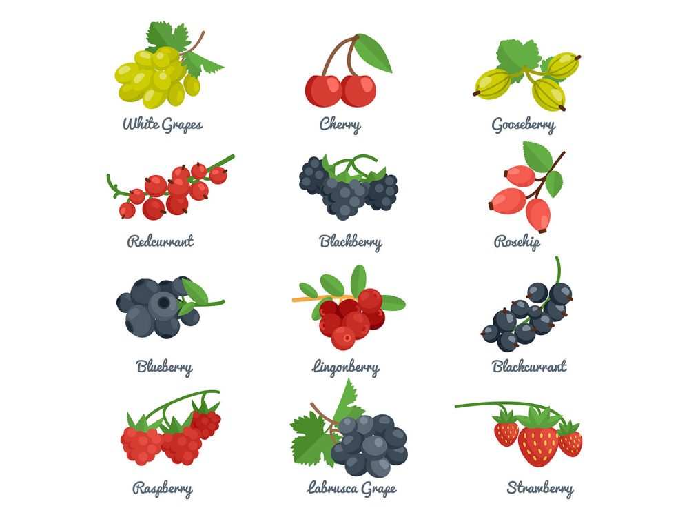 Fruit Vector Icons