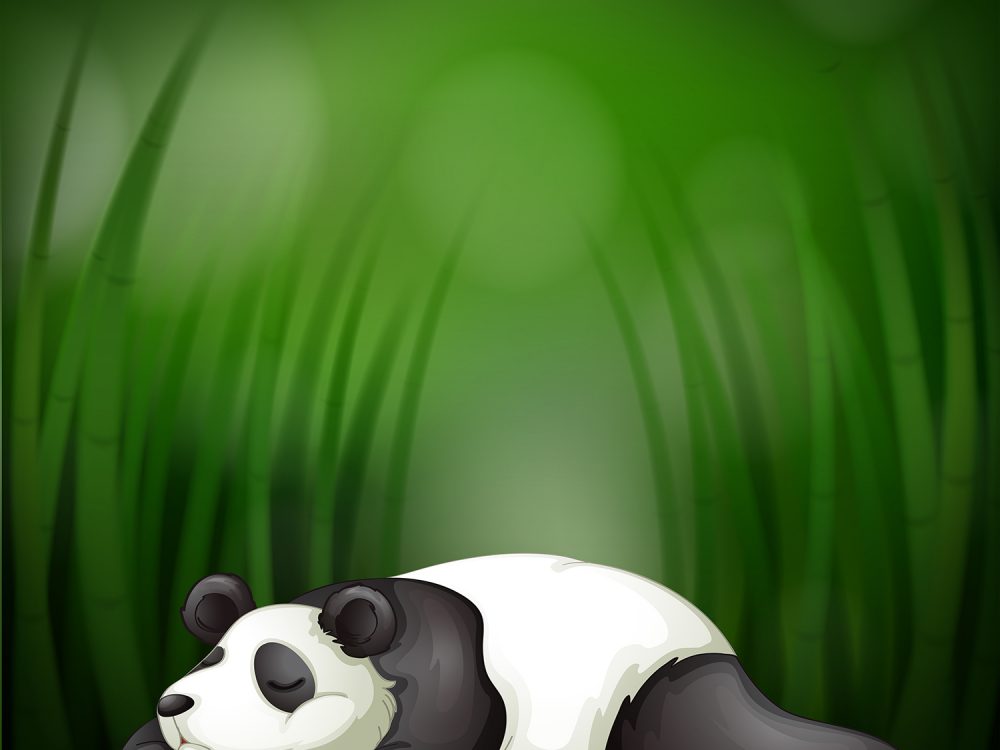 Panda Illustration