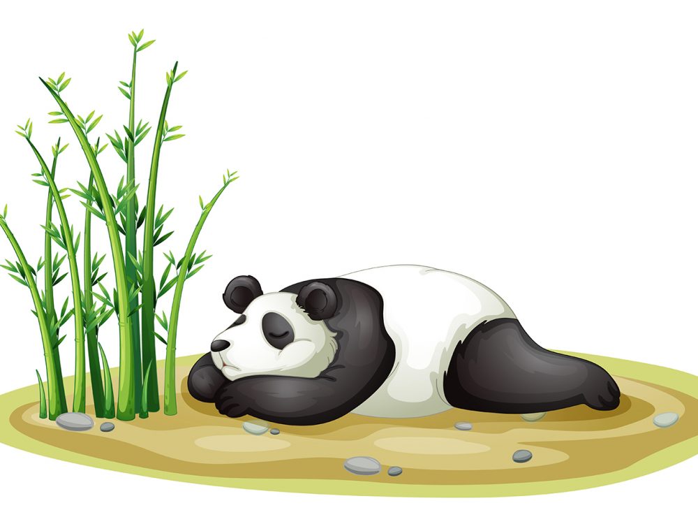 Panda Illustration