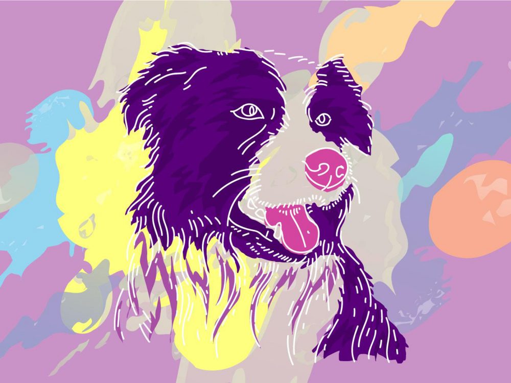 Free Border Collie Vector Illustration