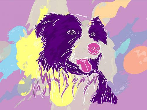 Free Border Collie Vector Illustration
