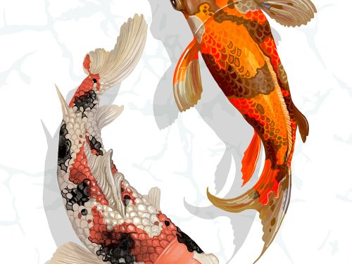 Two Japanese Koi Fish Free Illustration