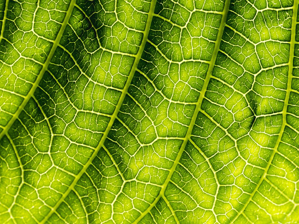 Green Leaf Free Texture
