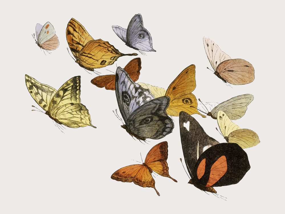 Mixed Flying Butterflies Vintage Illustration