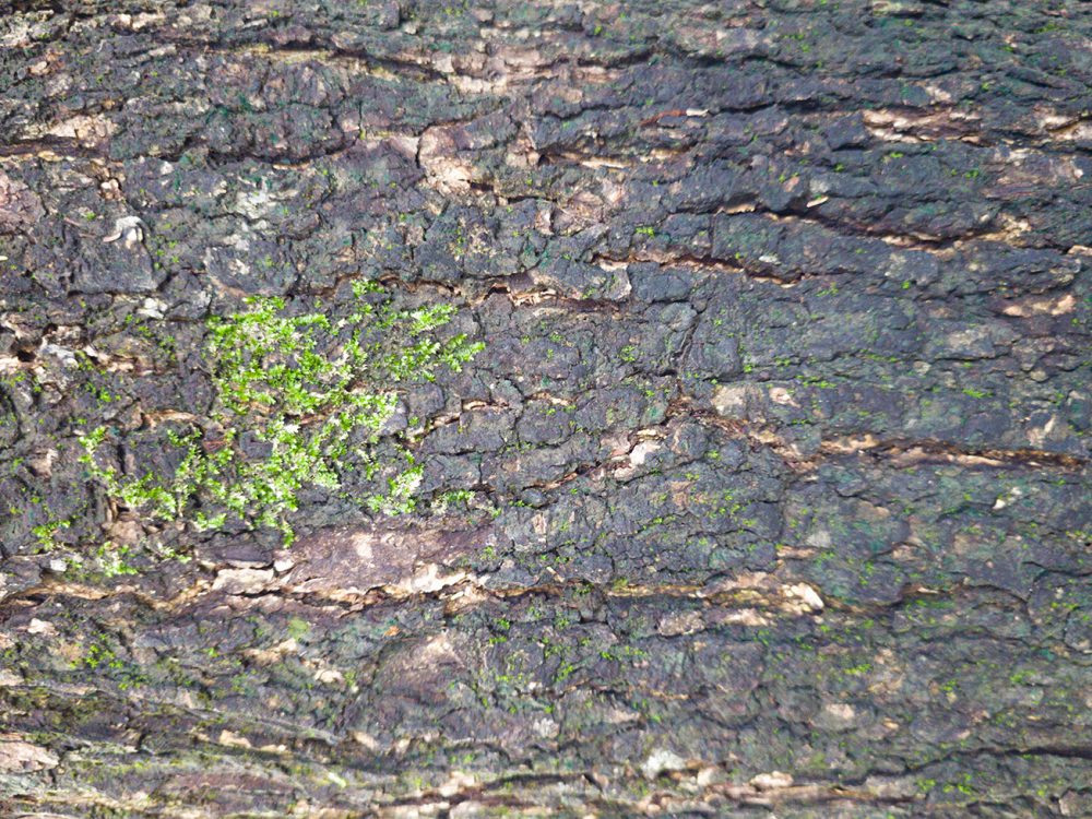 Tree Bark Texture