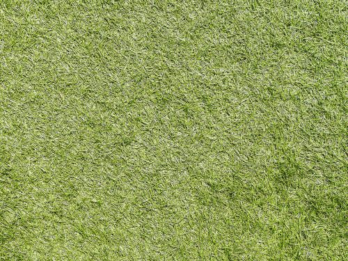 Green Grass Texture