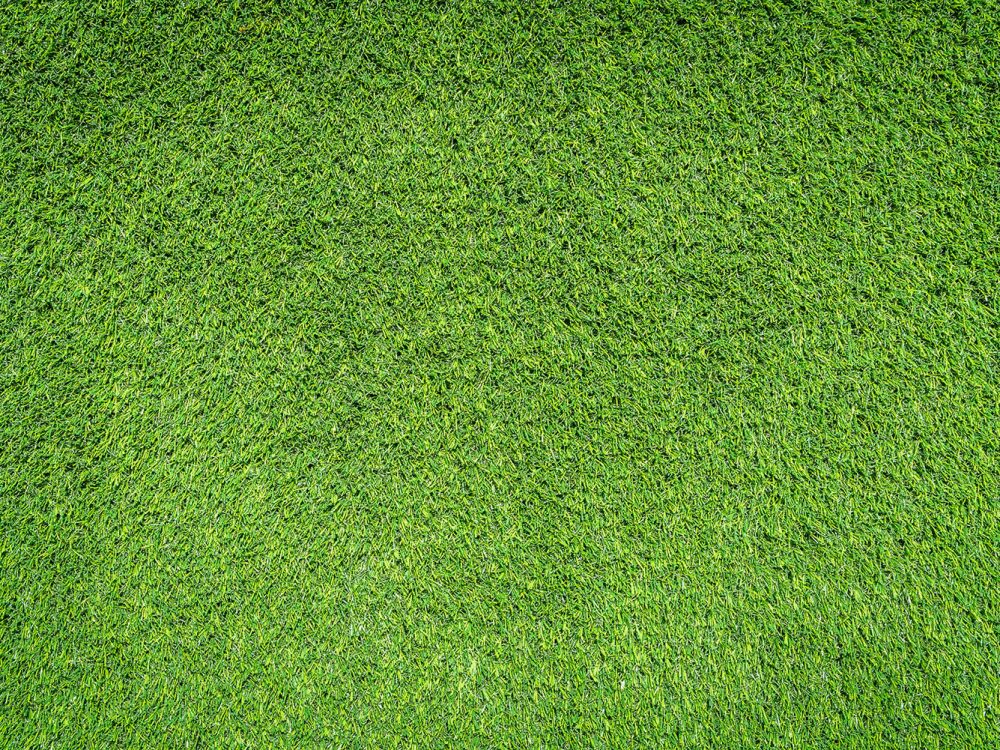 Green Grass Texture