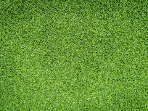 Green Grass Texture