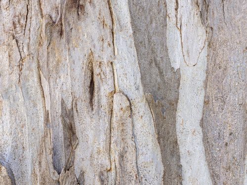 Tree Bark Texture