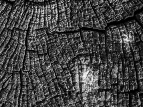 Weathered Tree Trunk Texture